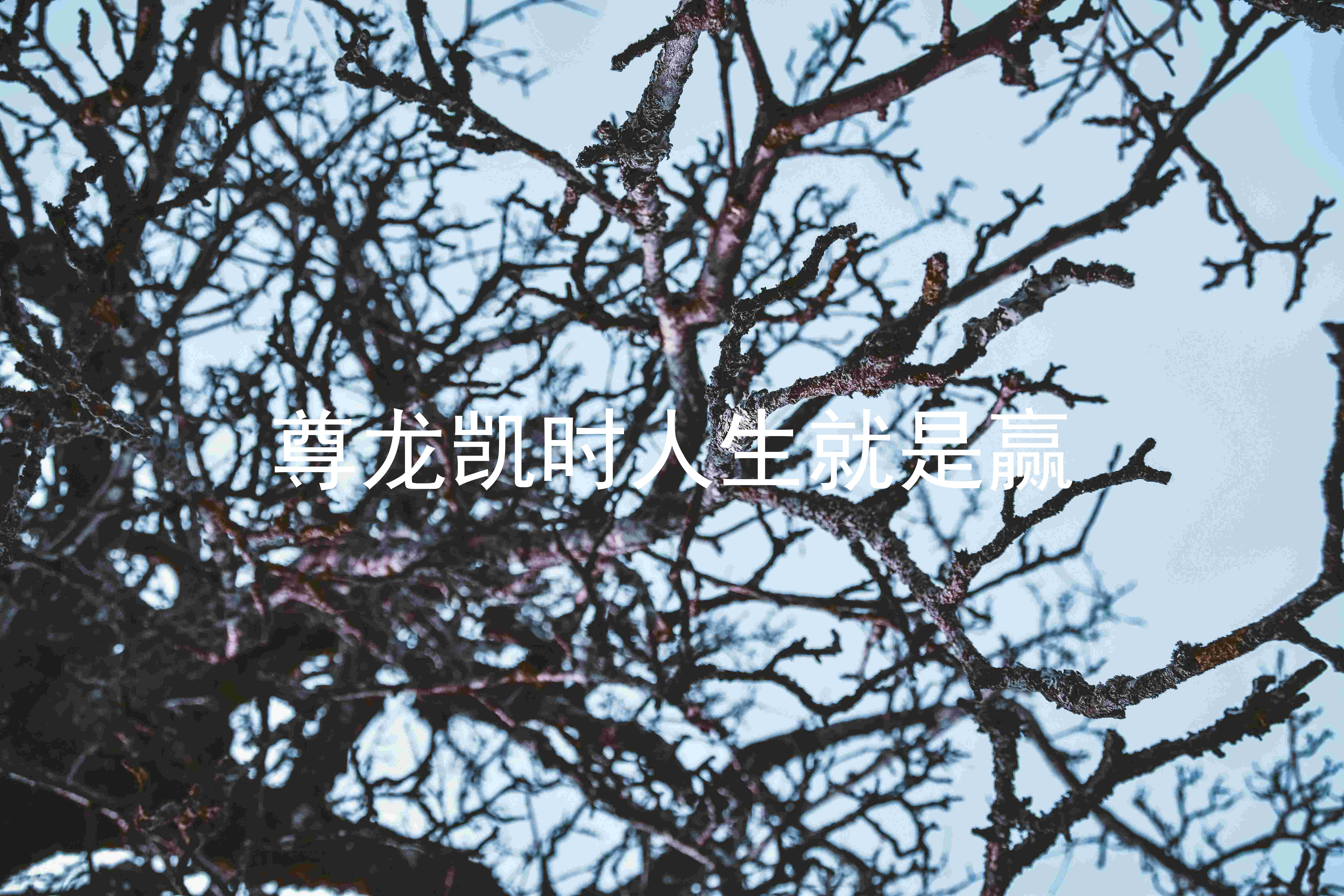 尊龙凯时人生就是赢